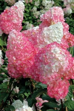 Vanilla Strawberry Hydrangea - 1 Gallon Pot -Garden Outdoor Plant Store Hydrangea Vanilla Strawberry BS