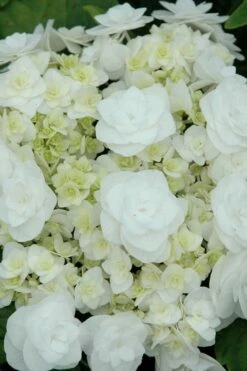 Double Delights Wedding Gown Lacecap Hydrangea - 3 Gallon Pot -Garden Outdoor Plant Store Hydrangea Wedding Gown 2