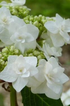 Double Delights Wedding Gown Lacecap Hydrangea - 3 Gallon Pot -Garden Outdoor Plant Store Hydrangea Wedding Gown 23