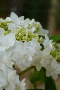 Double Delights Wedding Gown Lacecap Hydrangea - 3 Gallon Pot -Garden Outdoor Plant Store Hydrangea Wedding Gown 4