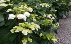 Double Delights Wedding Gown Lacecap Hydrangea - 3 Gallon Pot -Garden Outdoor Plant Store Hydrangea Wedding Gown 6
