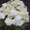 Double Delights Wedding Gown Lacecap Hydrangea - 3 Gallon Pot -Garden Outdoor Plant Store Hydrangea Wedding Gown 8