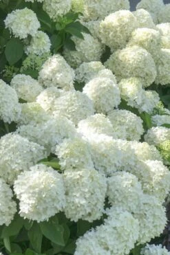 White Wedding Hydrangea - 3 Gallon Pot -Garden Outdoor Plant Store Hydrangea White Wedding 5 x750 1
