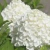 White Wedding Hydrangea - 2 Gallon Pot -Garden Outdoor Plant Store Hydrangea White Wedding Closeup 5 x750