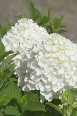 White Wedding Hydrangea - 2 Gallon Pot