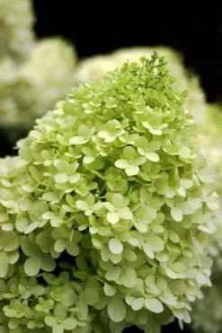 Limelight PeeGee Hydrangea - 3 Gallon Pot 14 Limelight PeeGee Hydrangea - 3 Gallon Pot -Garden Outdoor Plant Store Hydrangea limelightf BS 1