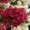 Diamond Rouge Hydrangea - 3 Gallon Pot -Garden Outdoor Plant Store Hydrangia Diamond Rouge 3