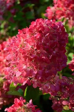 Diamond Rouge Hydrangea - 3 Gallon Pot 14 Diamond Rouge Hydrangea - 3 Gallon Pot -Garden Outdoor Plant Store Hydrangia Diamond Rouge 5