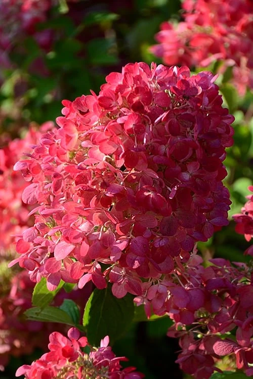 Diamond Rouge Hydrangea - 3 Gallon Pot 8 Diamond Rouge Hydrangea - 3 Gallon Pot - Image 6