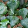Algerian Ivy - Hedera Helix - 10 Count Flat Of Pint Pots -Garden Outdoor Plant Store Ivy Algerian 500x750 1