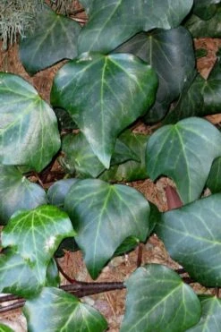 Algerian Ivy - Hedera Helix - 10 Count Flat Of Pint Pots