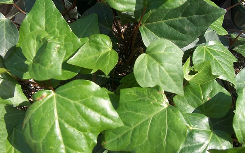 Algerian Ivy - Hedera Helix - 10 Count Flat Of Pint Pots 6 Algerian Ivy - Hedera Helix - 10 Count Flat Of Pint Pots - Image 4