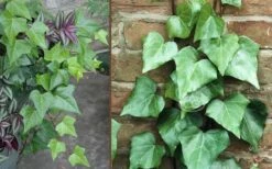 Algerian Ivy - Hedera Helix - 10 Count Flat Of Pint Pots 9 Algerian Ivy - Hedera Helix - 10 Count Flat Of Pint Pots -Garden Outdoor Plant Store Ivy Algerian Combo