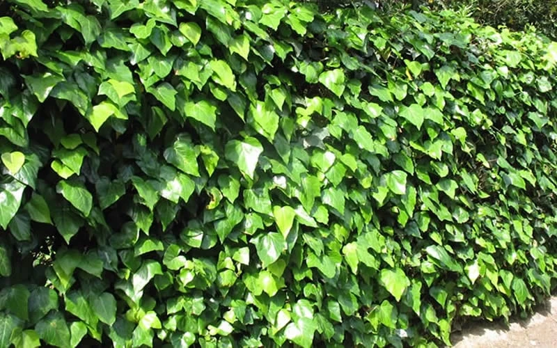 Algerian Ivy - Hedera Helix - 10 Count Flat Of Pint Pots 7 Algerian Ivy - Hedera Helix - 10 Count Flat Of Pint Pots - Image 5