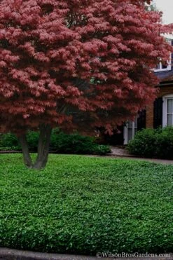 Asian Jasmine - Asiatic Jasmine - 6 Pack Of Pint Pots -Garden Outdoor Plant Store Jasmine Asian 21