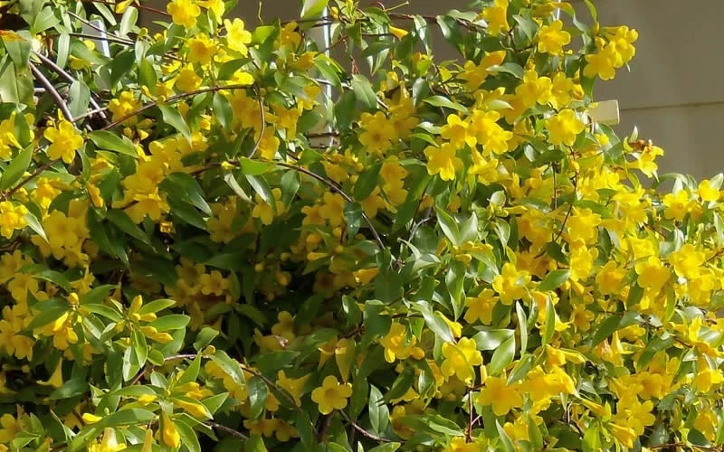 Butterscotch Yellow Jasmine (Jessamine) - Gelsemium Sempervirens - 1 Gallon Pot 10 Butterscotch Yellow Jasmine (Jessamine) - Gelsemium Sempervirens - 1 Gallon Pot - Image 8