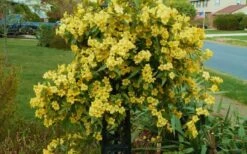 Butterscotch Yellow Jasmine (Jessamine) - Gelsemium Sempervirens - 1 Gallon Pot 13 Butterscotch Yellow Jasmine (Jessamine) - Gelsemium Sempervirens - 1 Gallon Pot -Garden Outdoor Plant Store Jasmine Butterscotch 52