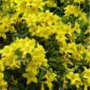 Butterscotch Yellow Jasmine (Jessamine) - Gelsemium Sempervirens - 1 Gallon Pot -Garden Outdoor Plant Store Jasmine Butterscotch Rev 500x750 1