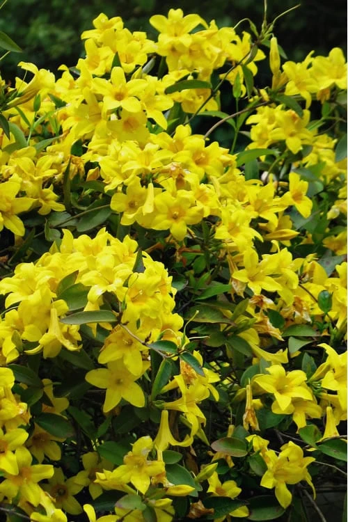 Butterscotch Yellow Jasmine (Jessamine) - Gelsemium Sempervirens - 1 Gallon Pot 3 Butterscotch Yellow Jasmine (Jessamine) - Gelsemium Sempervirens - 1 Gallon Pot