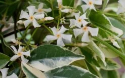 Variegated Confederate Jasmine - Trachelospermum Jasminoides - 3 Gallon Pot 15 Variegated Confederate Jasmine - Trachelospermum Jasminoides - 3 Gallon Pot -Garden Outdoor Plant Store Jasmine Confederate Variegated Flowers