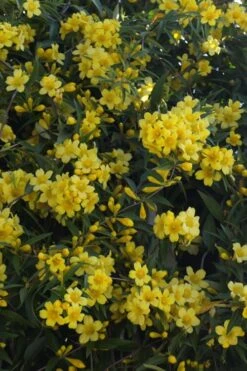 Duet Yellow Jasmine (Jessamine) - 3 Gallon Pot -Garden Outdoor Plant Store Jasmine Duet 5 1