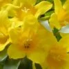 Duet Yellow Jasmine (Jessamine) - 2 Gallon Pot -Garden Outdoor Plant Store Jasmine Duet 7