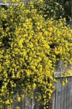 Duet Yellow Jasmine (Jessamine) - 2 Gallon Pot -Garden Outdoor Plant Store Jasmine Duet 8