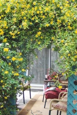 Duet Yellow Jasmine (Jessamine) - 3 Gallon Pot -Garden Outdoor Plant Store Jasmine Duet 9 1