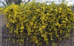 Duet Yellow Jasmine (Jessamine) - 3 Gallon Pot -Garden Outdoor Plant Store Jasmine Duet On Fence 1