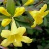 Swamp Carolina Jasmine (Jessamine) - Gelsemium Rankinii - 2 Gallon Pot