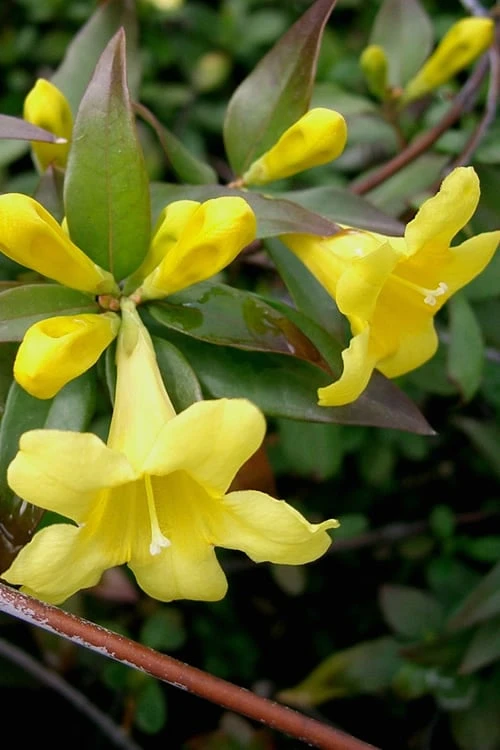 Swamp Carolina Jasmine (Jessamine) - Gelsemium Rankinii - 2 Gallon Pot 3 Swamp Carolina Jasmine (Jessamine) - Gelsemium Rankinii - 2 Gallon Pot