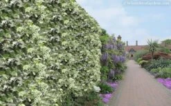 Variegated Confederate Jasmine - Trachelospermum Jasminoides - 3 Gallon Pot 14 Variegated Confederate Jasmine - Trachelospermum Jasminoides - 3 Gallon Pot -Garden Outdoor Plant Store Jasmine Variegated Confederate 11