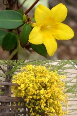 Swamp Carolina Jasmine (Jessamine) - Gelsemium Rankinii - 2 Gallon Pot 9 Swamp Carolina Jasmine (Jessamine) - Gelsemium Rankinii - 2 Gallon Pot -Garden Outdoor Plant Store Jasmine rankinii Swamp Jessamine 1
