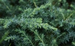 Blue Pacific Juniper - 1 Gallon Pot 15 Blue Pacific Juniper - 1 Gallon Pot -Garden Outdoor Plant Store Juniper Blue Pacific 12