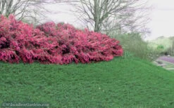 Blue Pacific Juniper - 1 Gallon Pot 14 Blue Pacific Juniper - 1 Gallon Pot -Garden Outdoor Plant Store Juniper Blue Pacific 16