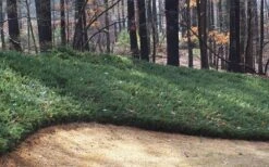 Blue Pacific Juniper - 1 Gallon Pot 13 Blue Pacific Juniper - 1 Gallon Pot -Garden Outdoor Plant Store Juniper Blue Pacific