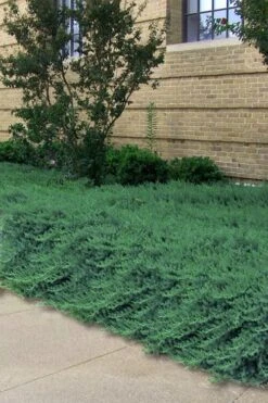 Blue Pacific Juniper - 1 Gallon Pot