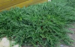 Blue Sargent Juniper - 6-Pack Of 1 Gallon Pots -Garden Outdoor Plant Store Juniper Blue Sargent Rev