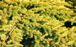 All Gold Golden Pacific Juniper - 1 Gallon Pot 14 All Gold Golden Pacific Juniper - 1 Gallon Pot -Garden Outdoor Plant Store Juniper Golden Pacific 10