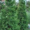 Hetzi Columnar Juniper - 7 Gallon Pot (4-5') 1 Hetzi Columnar Juniper - 7 Gallon Pot (4-5') -Garden Outdoor Plant Store Juniper Hetzi Column 500x750 2