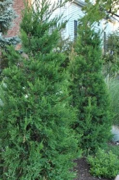 Hetzi Columnar Juniper - 7 Gallon Pot (4-5')