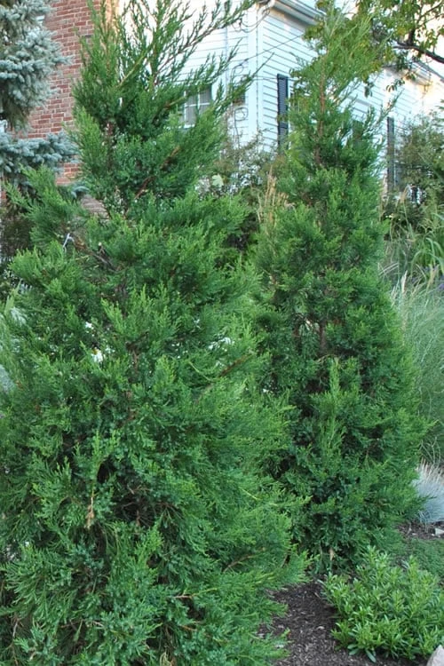 Hetzi Columnar Juniper - 7 Gallon Pot (4-5') 3 Hetzi Columnar Juniper - 7 Gallon Pot (4-5')
