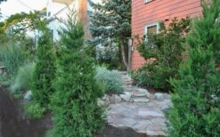 Hetzi Columnar Juniper - 7 Gallon Pot (5-6') 11 Hetzi Columnar Juniper - 7 Gallon Pot (5-6') -Garden Outdoor Plant Store Juniper Hetzi Columnar Landscape