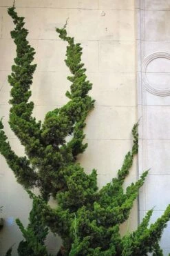 Hollywood Torulosa Juniper - 7 Gallon Pot (4-5') 13 Hollywood Torulosa Juniper - 7 Gallon Pot (4-5') -Garden Outdoor Plant Store Juniper Hollywood 12 1