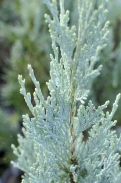 Moonglow Pyramidal Blue Juniper - 7 Gallon Pot (3-4') -Garden Outdoor Plant Store Juniper Moonglow 3