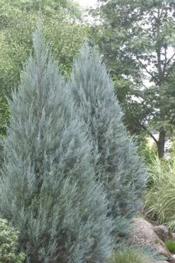 Moonglow Pyramidal Blue Juniper - 7 Gallon Pot (3-4') -Garden Outdoor Plant Store Juniper Moonglow 4