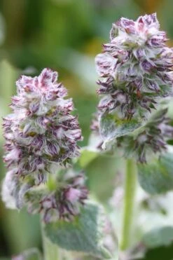 Silky Fleece Dwarf Lambs Ear (Stachys Byzantina) - 10 Pack Of Quarts Pots -Garden Outdoor Plant Store Lambs Ear Silky Fleece 5