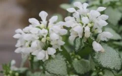 White Nancy Lamium - 5 Pack Of Pint Pots -Garden Outdoor Plant Store Lamium White Nancy 1
