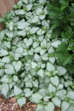 White Nancy Lamium - 5 Pack Of Pint Pots -Garden Outdoor Plant Store Lamium White Nancy 3