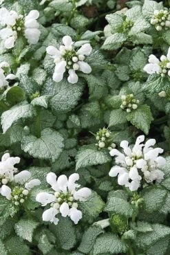 White Nancy Lamium - 5 Pack Of Pint Pots -Garden Outdoor Plant Store Lamium White Nancy 4